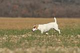 JACK RUSSEL 016